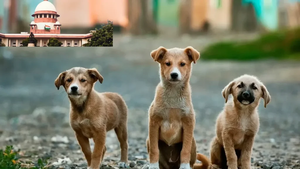Supreme Court stray dogs decision