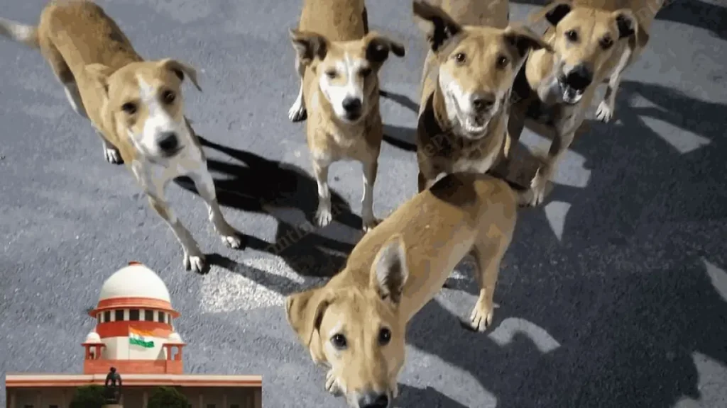 Supreme Court stray dogs order Haryana